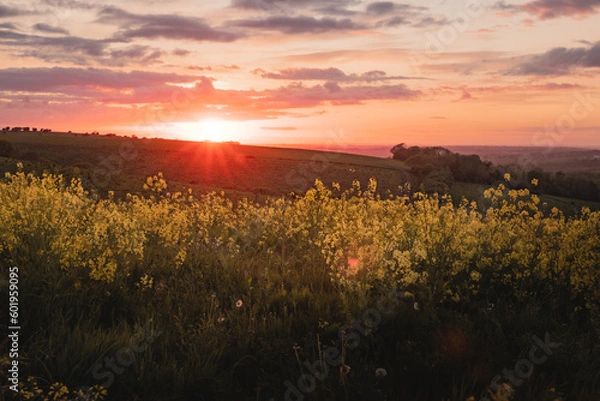 Fototapeta An amazing view of the setting sun over a field of yellow rapeseed flowers