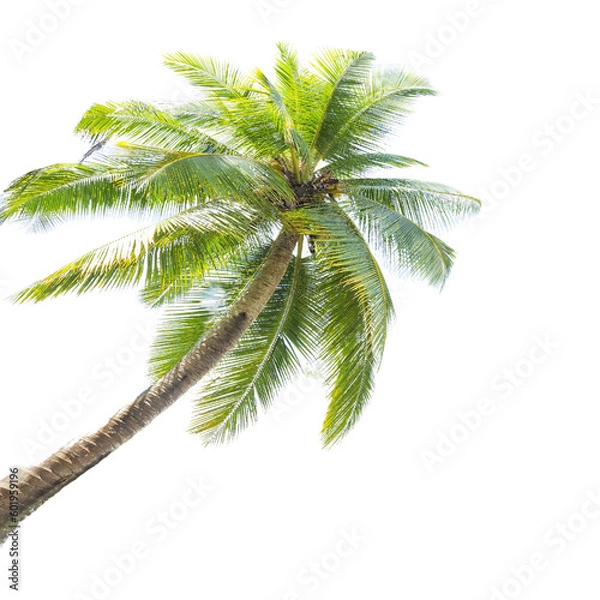 Fototapeta palm tree isolated on white