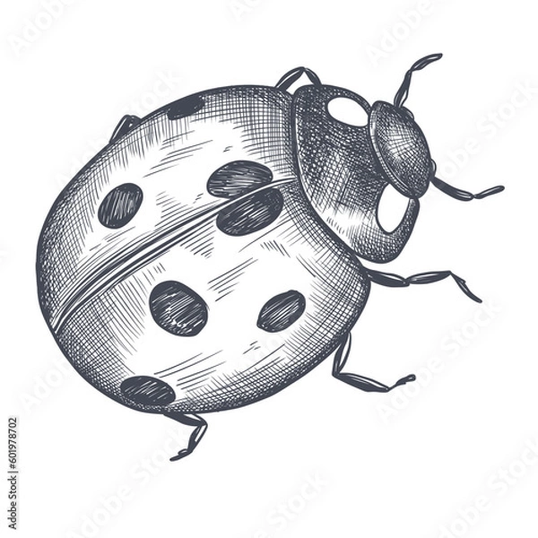Fototapeta Hand Drawn Ladybug Sketch Symbol. Vector Ladybird Element In Trendy Style.