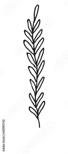 Obraz Botanical Organic Hand drawn Illustration