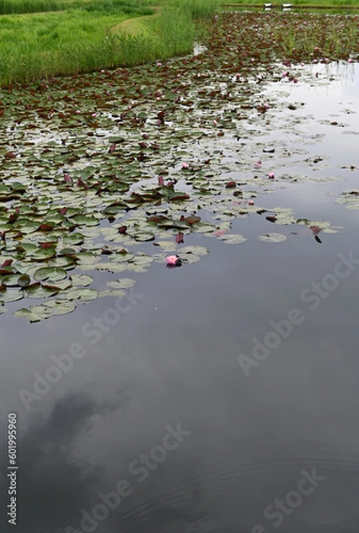 Fototapeta 池の蓮