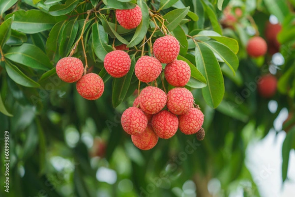 Obraz Fresh ripe lychee fruit hang on the lychee tree in the garden