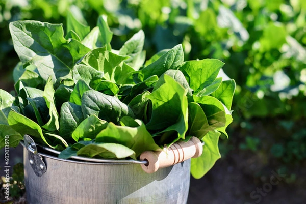 Fototapeta 家庭菜園で野菜作りをする女性　農業女子　野菜を収穫する女性
