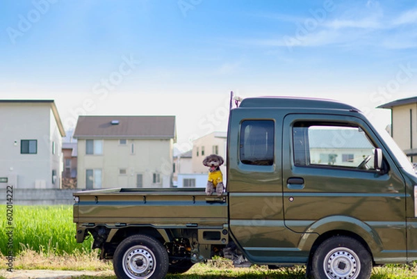 Fototapeta 家庭菜園で野菜作りをする女性　農業女子　軽トラックの荷台に乗っているトイプードル