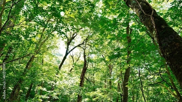 Obraz 新緑の白神山地の森林の風景