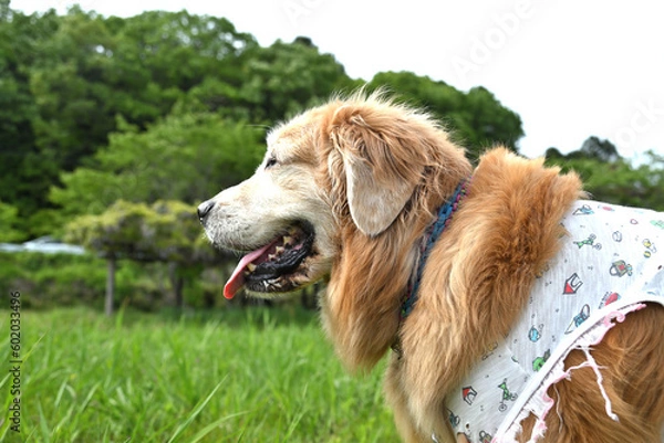 Fototapeta 草原で癒されてる愛犬