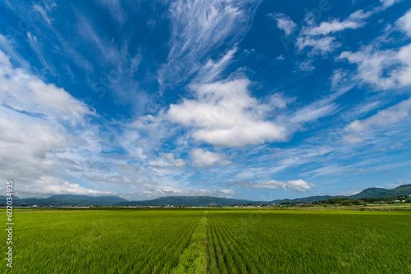 Fototapeta 大野平野の稲作風景