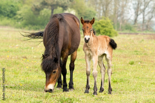 Fototapeta Dutch Exmoor horse protecting young exmoor pony in nature reserve the Maashorst in the province of Brabant, the Netherlands