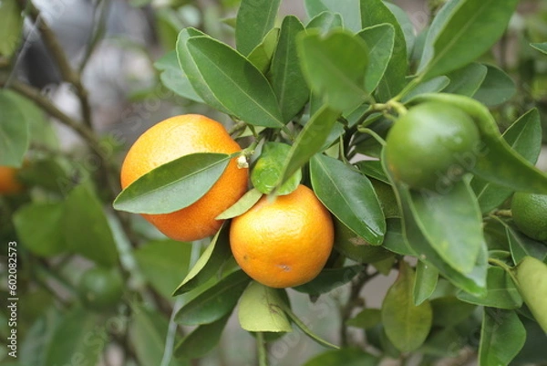 Fototapeta Orange Calamondine fruits and foliage on dwarf tree or Orange kumquat
