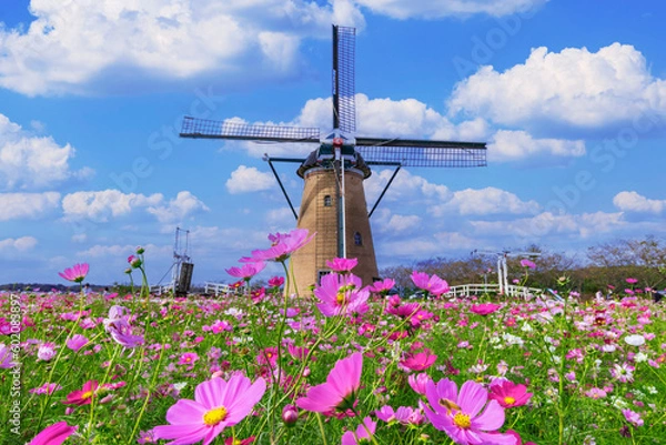 Obraz コスモスとオランダ水車　日本秋風景