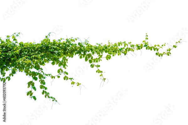 Obraz leaf vine Isolate on transparent background PNG file