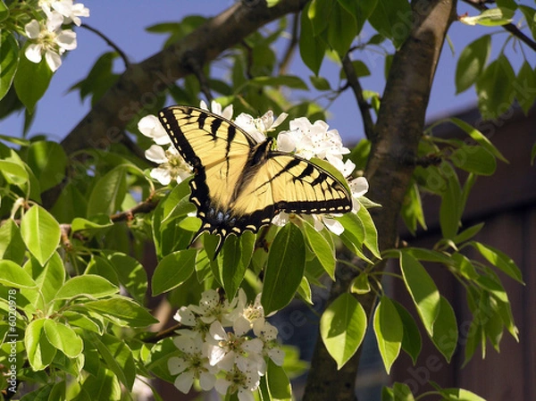 Obraz Butterfly & Pear tree
