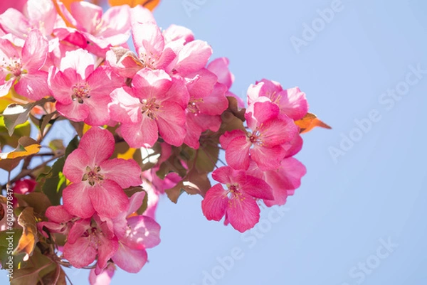 Obraz pink and white flowers. Blossoming of an apple tree. Pink flowers on the apple tree.