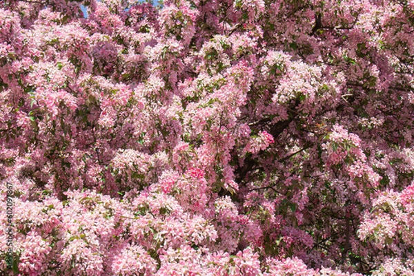 Obraz flowers background. Blossoming of an apple tree. Pink flowers on the apple tree.
