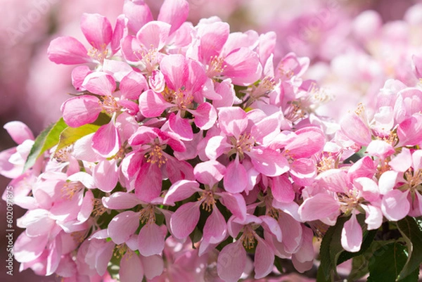 Obraz pink and white flowers. Blossoming of an apple tree. Pink flowers on the apple tree.