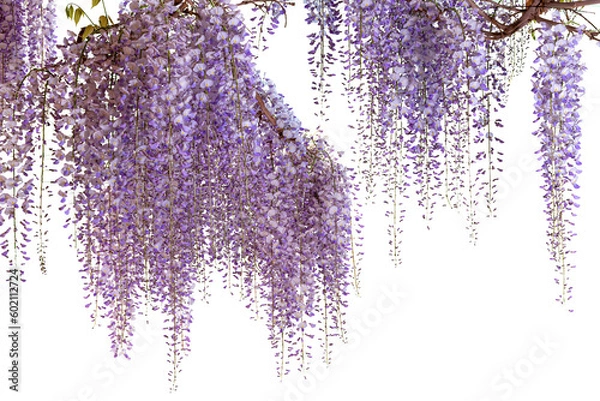 Obraz Wisteria flowering branch isolated