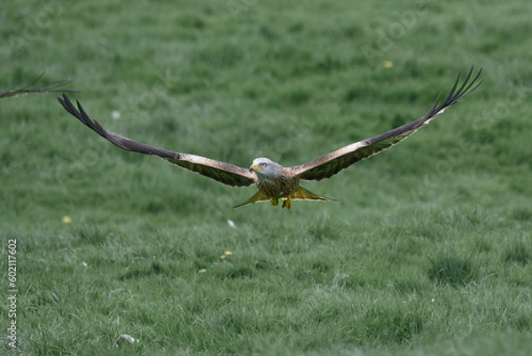 Obraz red kite flying towards the camera