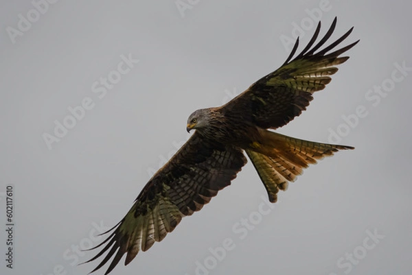Obraz Red Kite in flight