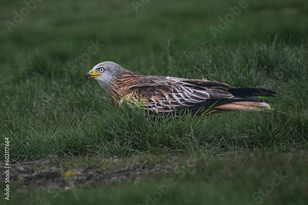 Obraz Red Kite on the ground