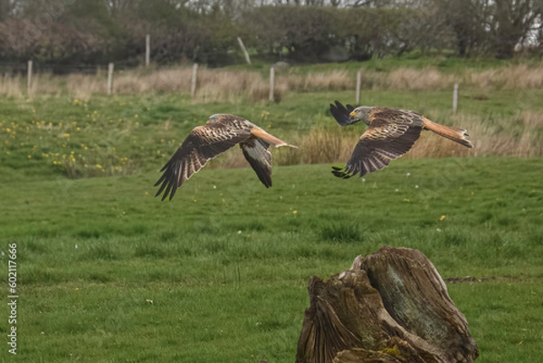Fototapeta Red Kites