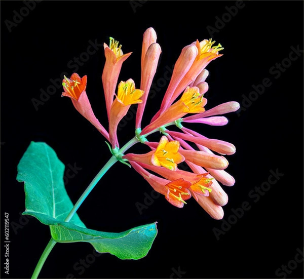 Fototapeta Macro view of trumpet honeysuckle
