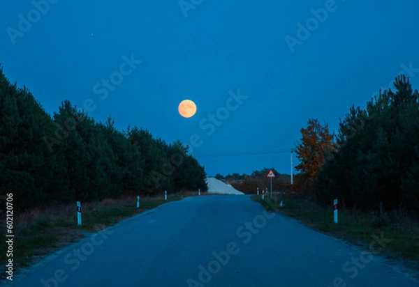 Obraz moon in the forest