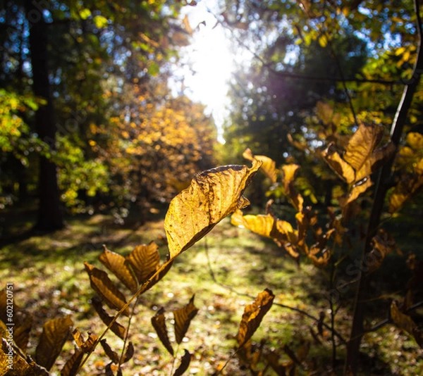 Obraz autumn in the park