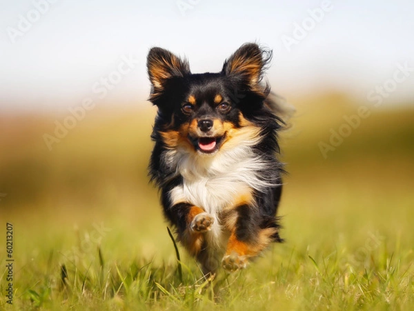 Obraz Running chihuahua