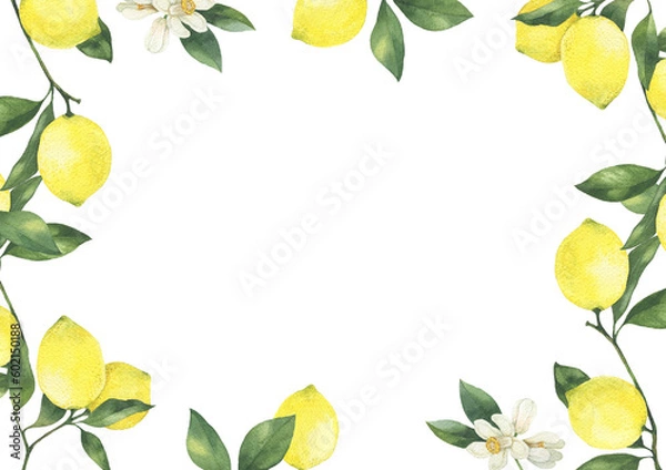 Fototapeta Lemon branch with flowers hand drawn watercolor illustration. Lemon frame isolated on white