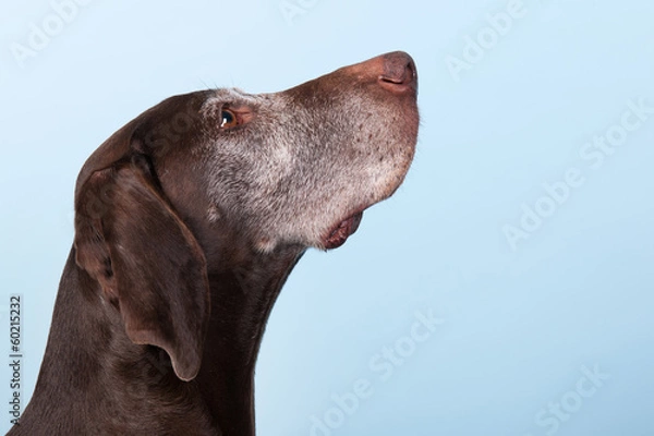 Obraz Portret starego psa