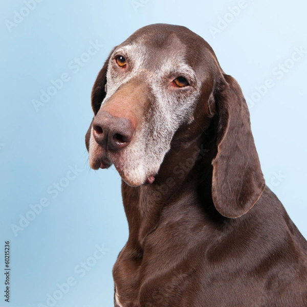 Obraz Portrait old dog