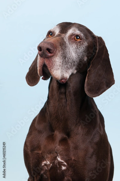 Obraz Portrait old dog