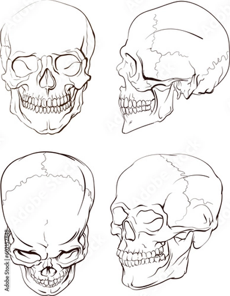 Fototapeta Human skull, anatomical hand drawing, different angles. Set of pictures of human skull, drawing from different projections - front, side, top view.