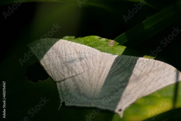 Fototapeta Butterfly