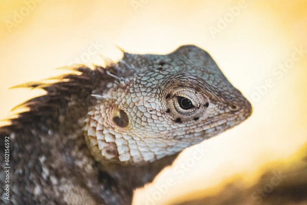 Fototapeta Lizard