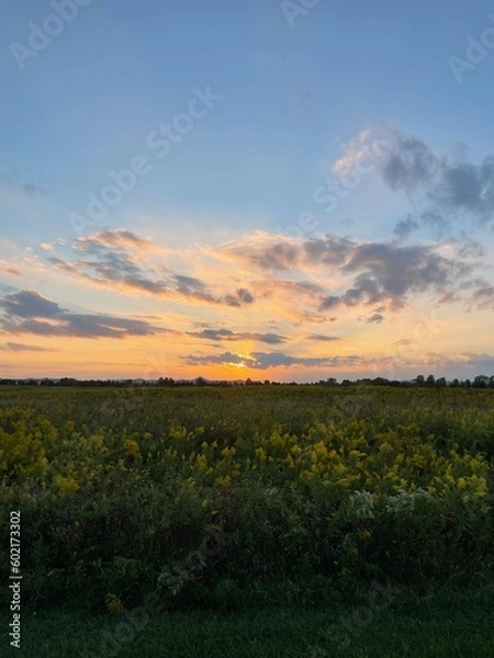Obraz sunset over the field
