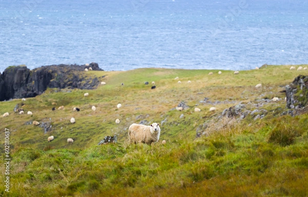 Fototapeta Icelandic Sheep Graze at the Mountain Meadow, Group of Domestic Animal in Pure and Clear Nature. Beautiful Icelandic Highlands. Ecologically Clean Lamb Meat and Wool Production. Scenic Area