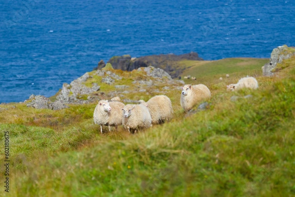 Fototapeta Icelandic Sheep Graze at the Mountain Meadow, Group of Domestic Animal in Pure and Clear Nature. Beautiful Icelandic Highlands. Ecologically Clean Lamb Meat and Wool Production. Scenic Area