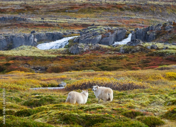 Fototapeta Icelandic Sheep Graze in the Mountain Meadow. Group of Domestic Animal in Pure and Clear Nature. Beautiful Icelandic Highlands. Ecologically Clean Lamb Meat and Wool Production. Scenic Area