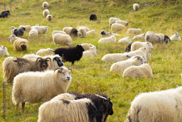 Fototapeta Icelandic Sheep Graze at the Mountain Meadow. Group of Domestic Animal in Pure and Clear Nature. Beautiful Icelandic Highlands. Ecologically Clean Lamb Meat and Wool Production. Scenic Area