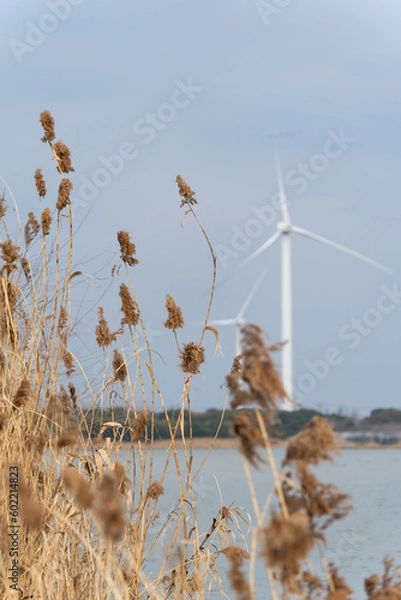 Fototapeta Wind turbines in the suburbs