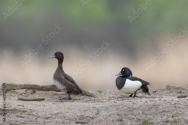 Obraz Tufted duck male and female
