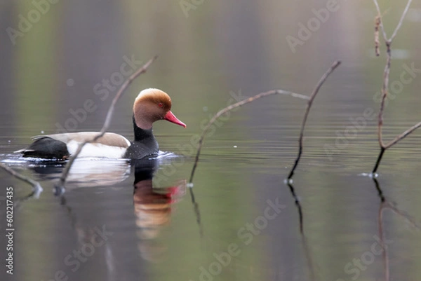 Obraz Red-crested pochard