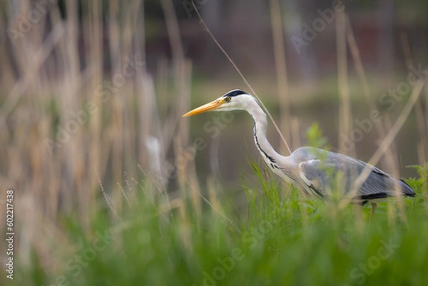 Obraz Great blue heron waiting for its prey