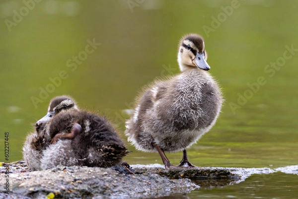Obraz Mallard duck younglings