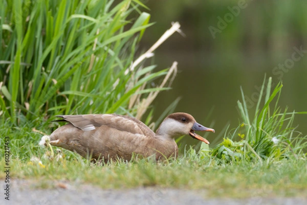 Obraz Red-crested pochard female