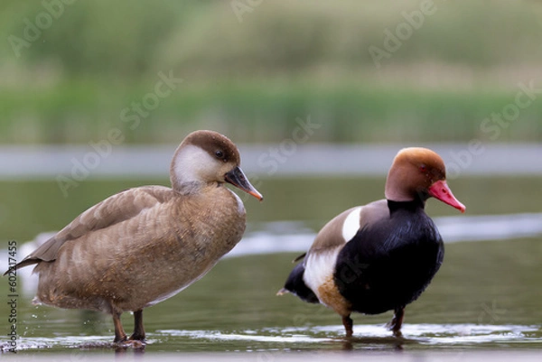 Obraz Red-crested pochard male and female