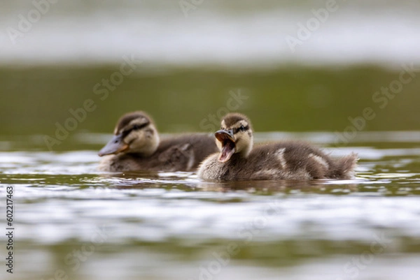 Obraz Mallard duck younglings