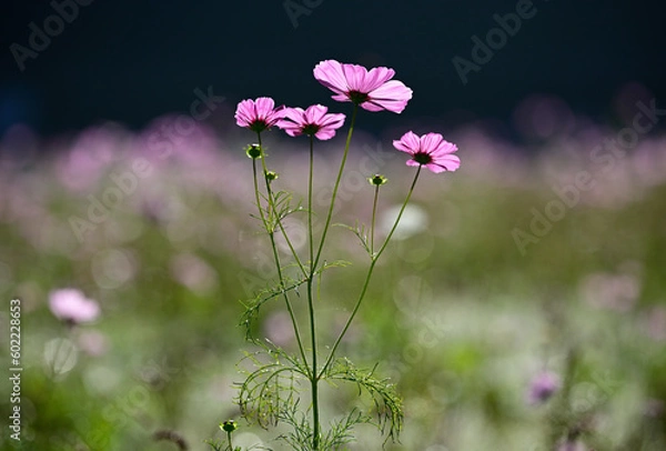 Obraz 秋の東三瓶フラワーバレー