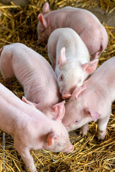 Fototapeta Close-up of piglets in the pigsty. Appropriate husbandry of pigs and piglets on an organic farm in northern Germany